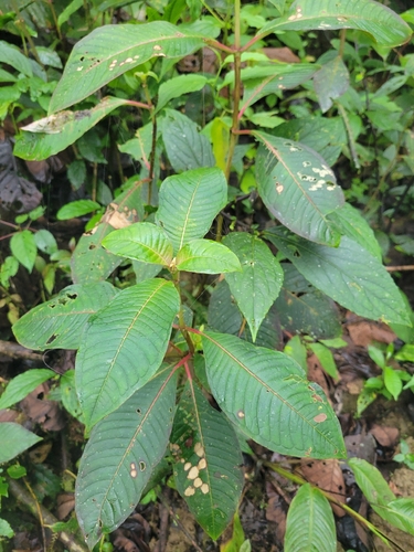 Fuchsia macrostigma, photograph 3