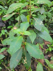 author not stated, no rights reserved Fuchsia macrostigma, photograph author not stated, no rights reserved