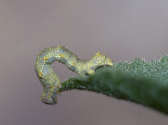 Acontia discoidea