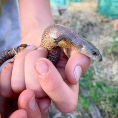 Cyclodomorphus casuarinae