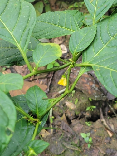 Capsicum lycianthoides (Capsicum lycianthoides)