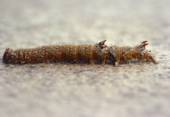 Ulotrichopus