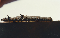 Ulotrichopus