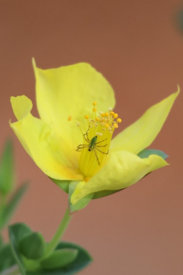 Green Lynx Spider in Austin, TX - Slide 6
