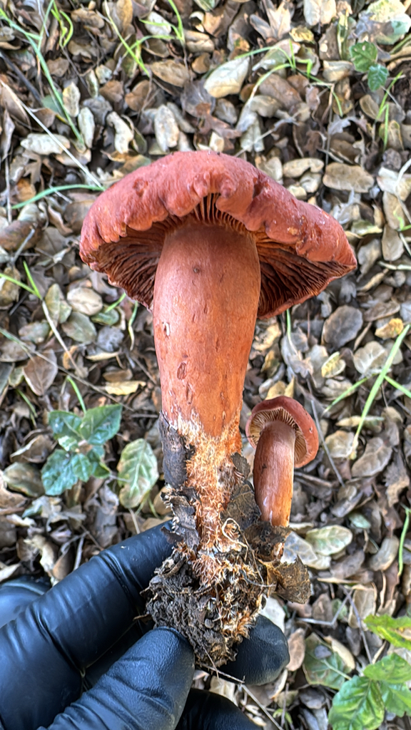 Lactarius rufulus · January 2026 · photo: © natureenthusiast_elle (iNaturalist, cc-by-nc)