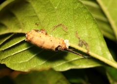 Rogadinae