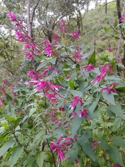 Salvia iodantha