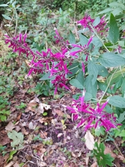 Salvia iodantha
