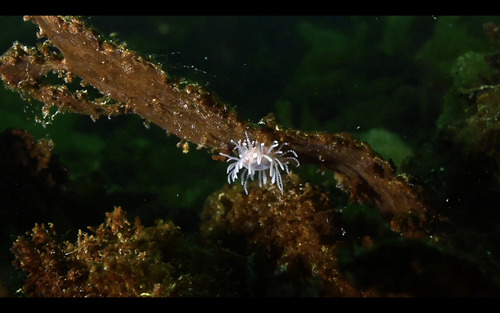 Staurocladia observed 2025-12-01