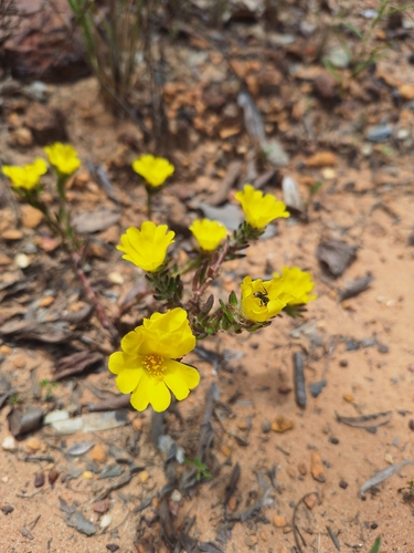 Portulaca giuliettiae