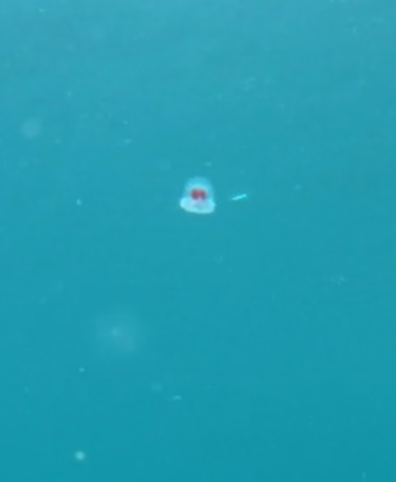 Turritopsis rubra (Farquhar, 1895)