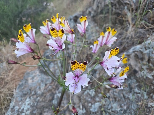 Alstroemeria magnifica, photograph 5