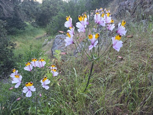 Alstroemeria magnifica, photograph 6