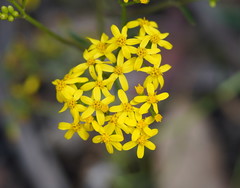 Senecio linearifolius
