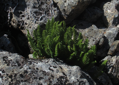 Polystichum cystostegium