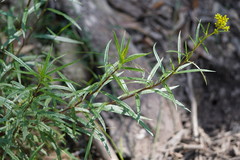Senecio linearifolius