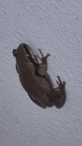 Ruddy Tree Frog