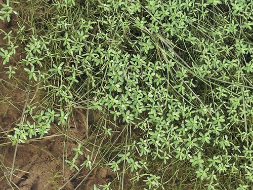 Pedunculate Water-starwort (Callitriche brutia)