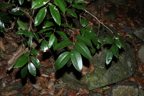 Yellow Pear-fruit (Mischocarpus pyriformis)