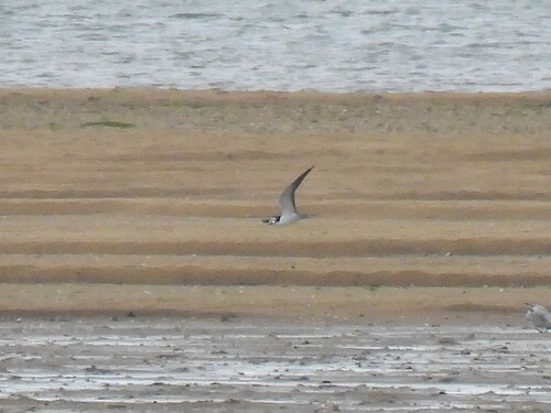 Sooty Tern