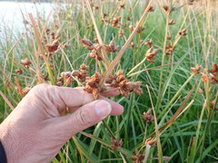 Bolboschoenus caldwellii