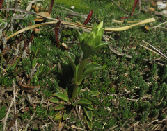 Gentianeae