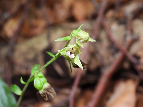 Narrow-lipped Helleborine (Epipactis leptochila)