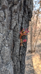 Eucalyptus paniculata