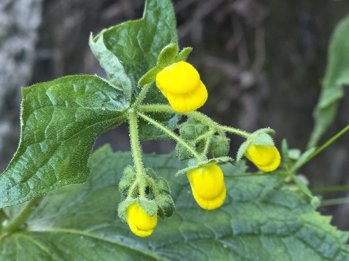 Calceolaria petioalaris (Calceolaria petioalaris)