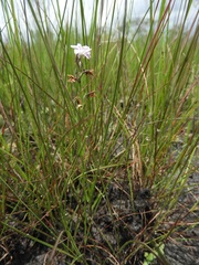 Brachycorythis friesii