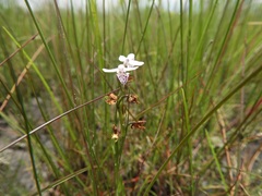 Brachycorythis friesii