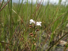 Brachycorythis friesii