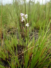 Brachycorythis friesii