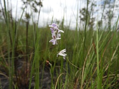 Brachycorythis friesii