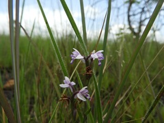 Brachycorythis friesii
