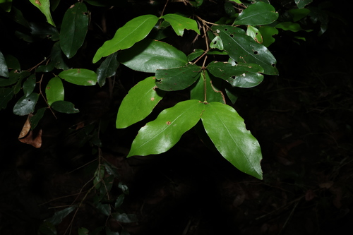 Dissiliaria baloghioides (Dissiliaria baloghioides)