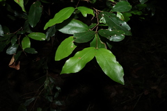 Dissiliaria baloghioides, photograph (c) Greg Tasney, some rights reserved (CC BY-SA)