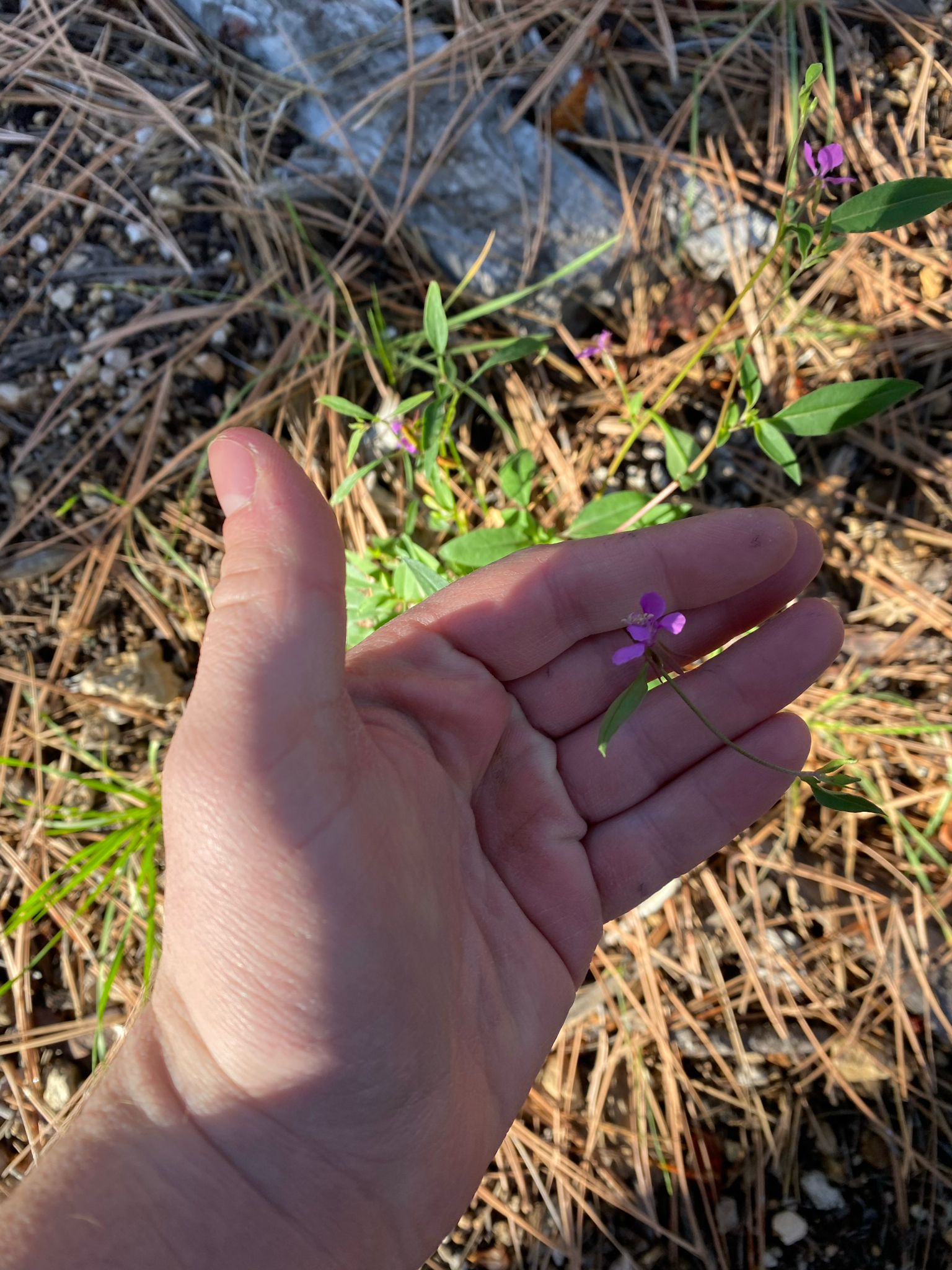 Diamond Clarkia (Clarkia rhomboidea)