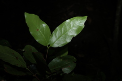Dissiliaria baloghioides, photograph (c) Greg Tasney, some rights reserved (CC BY-SA)