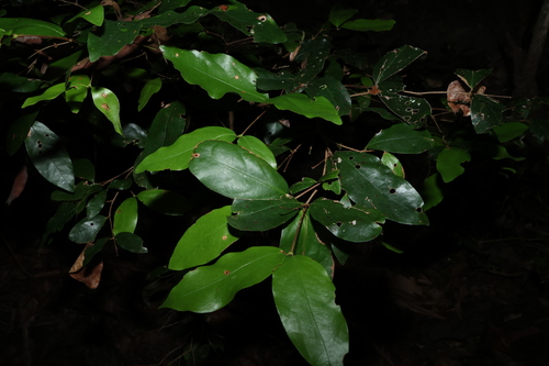 Dissiliaria baloghioides, photograph 5