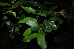 Dissiliaria baloghioides, photograph (c) Greg Tasney, some rights reserved (CC BY-SA)