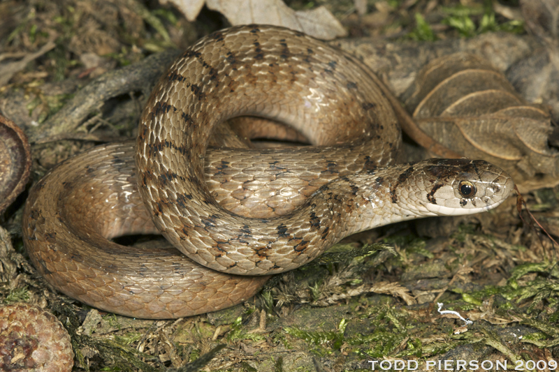 Dekay's brown snake (Reptiles and Amphibians of Ninety Six National  Historic Site) · iNaturalist