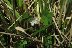 Geranium microphyllum