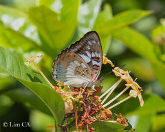 Euthalia adonia pinwilli