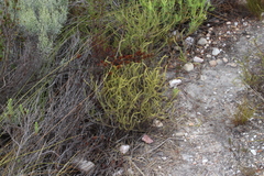 Myrovernix glandulosus