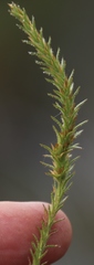 Myrovernix glandulosus