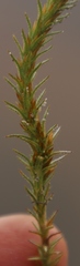 Myrovernix glandulosus