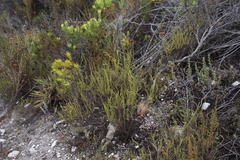 Myrovernix glandulosus