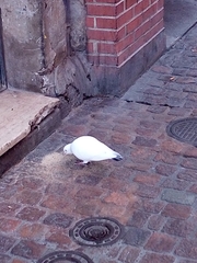 Columba livia domestica