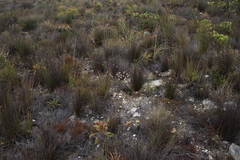 Edmondia